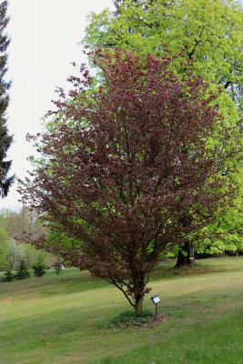 Fagus sylvatica 'Rohanii' - buk lesní - celek (22)